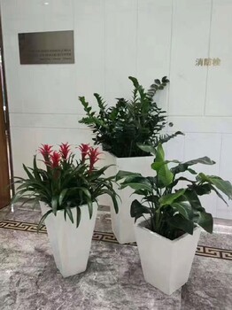 室内绿植出租，绿色生活的便捷之选