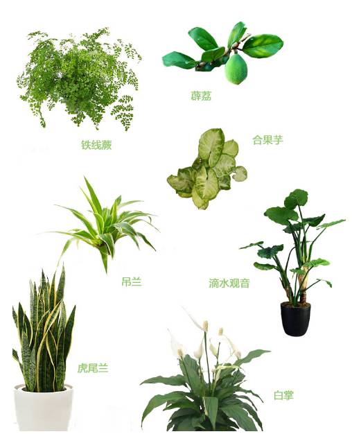 重庆室内植物的魅力与种植指南
