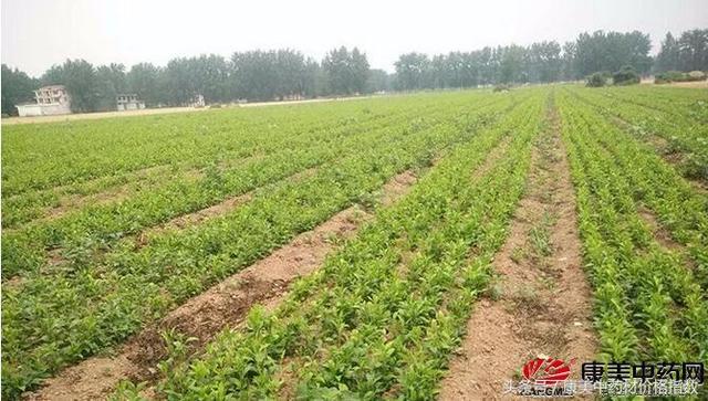 丹参种植技术及亩收益分析