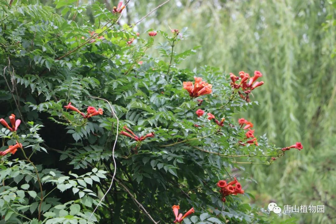 凌霄冬天落叶吗？——探究凌霄树的季节性变化