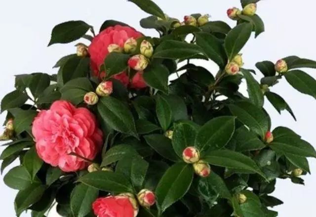 茶花落叶，生命的轮回与诗意表达