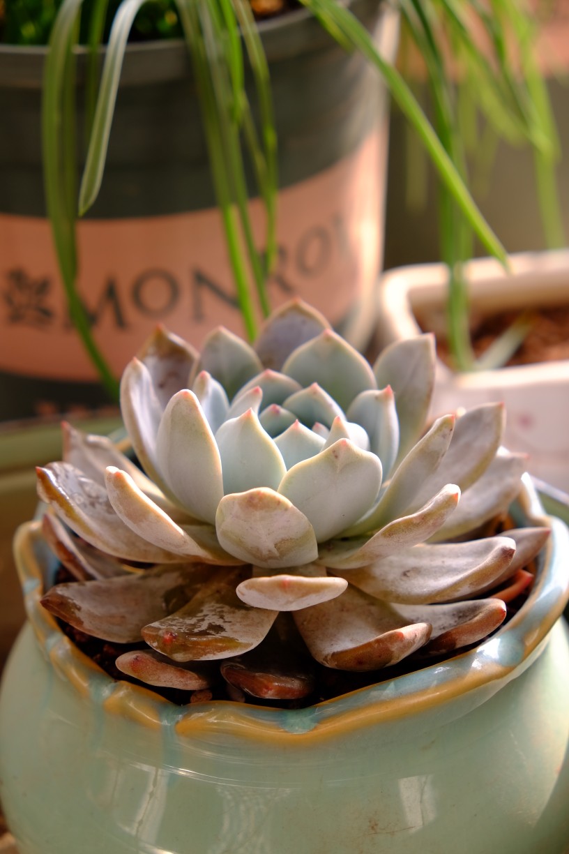 芙蓉雪莲，叶子边缘的独特魅力