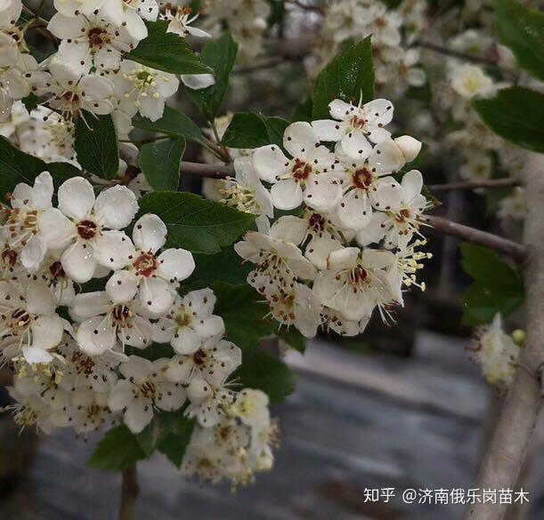 樱花叶片边缘焦枯，原因、诊断与解决方案
