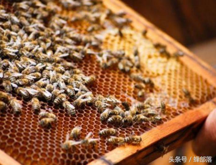 蜜蜂造脾的最佳时间
