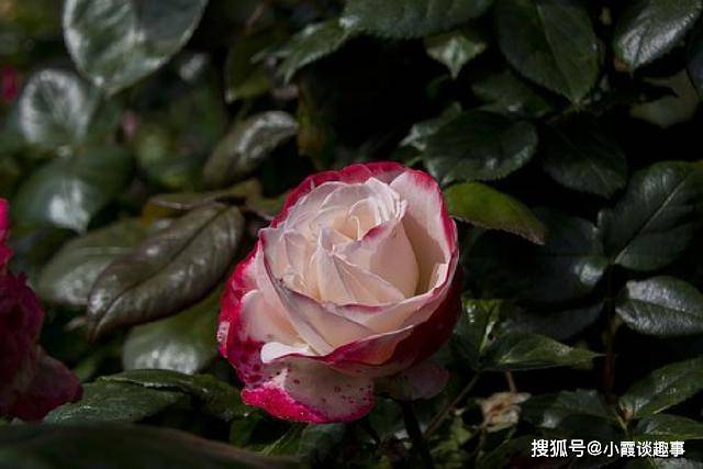 边缘之花，图片中的独特魅力与深邃内涵