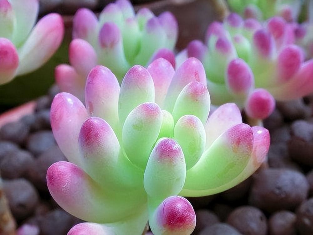 黄丽边缘变红，色彩魅力与深层含义