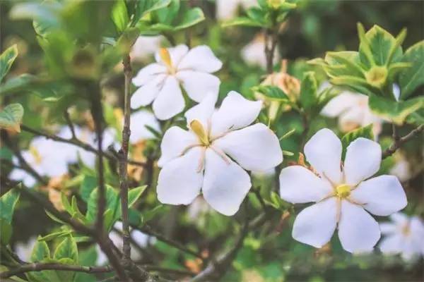 栀子边缘的黄叶，生命的转折与坚韧之美