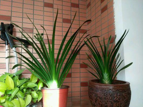 植物新叶边缘干燥现象的研究与解析