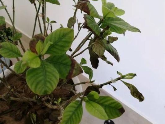 花叶边缘发黑干枯，原因、诊断与救治措施