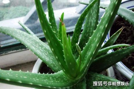芦荟边缘的黄色，一种自然之美的独特展现