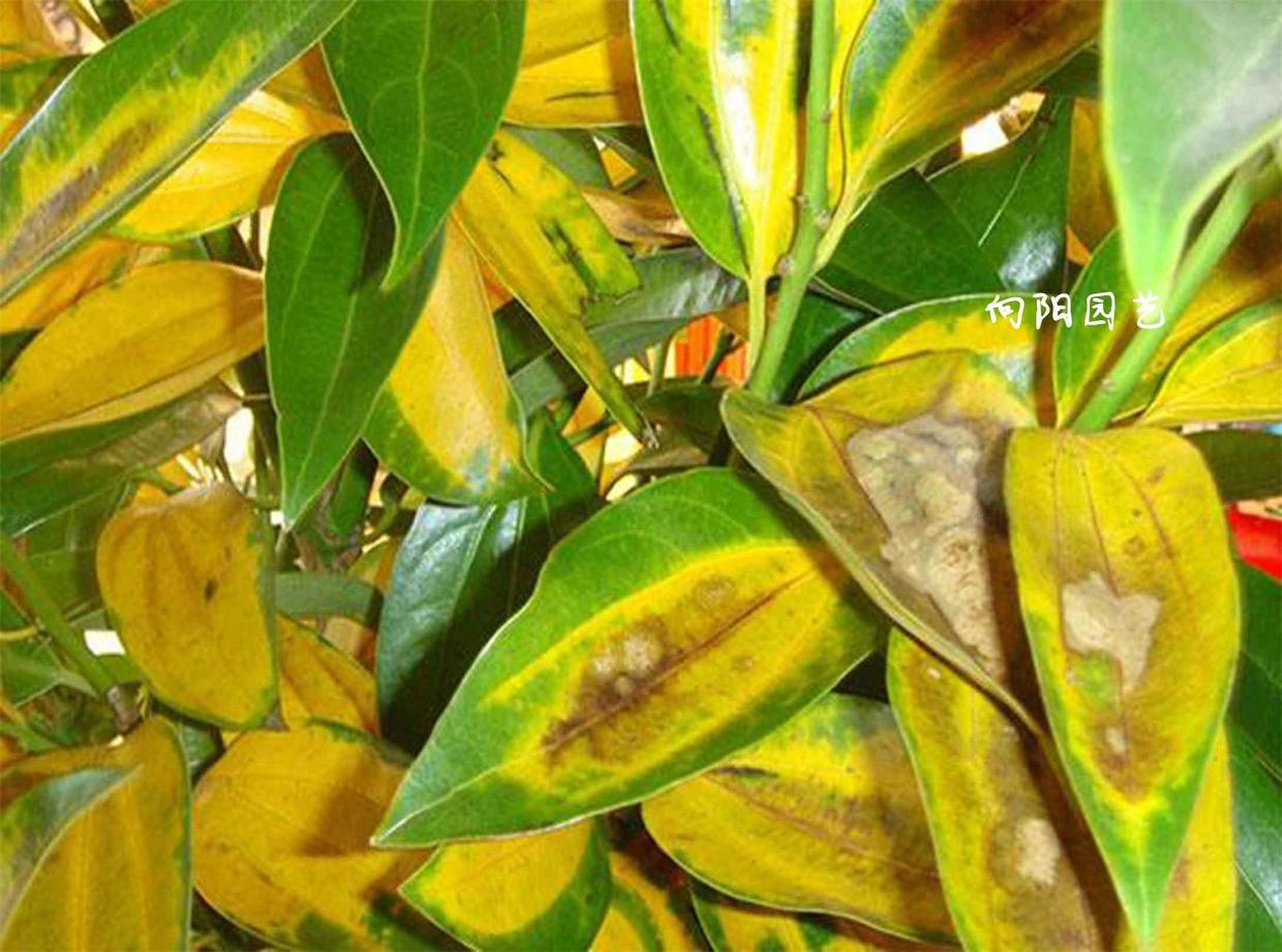 植物叶子边缘发黄的原因及应对措施
