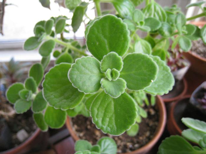 多肉植物的奇妙世界，叶子边缘绽放的花朵