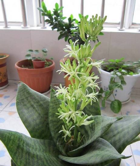虎皮兰的花期与养护，探寻开花周期的秘密