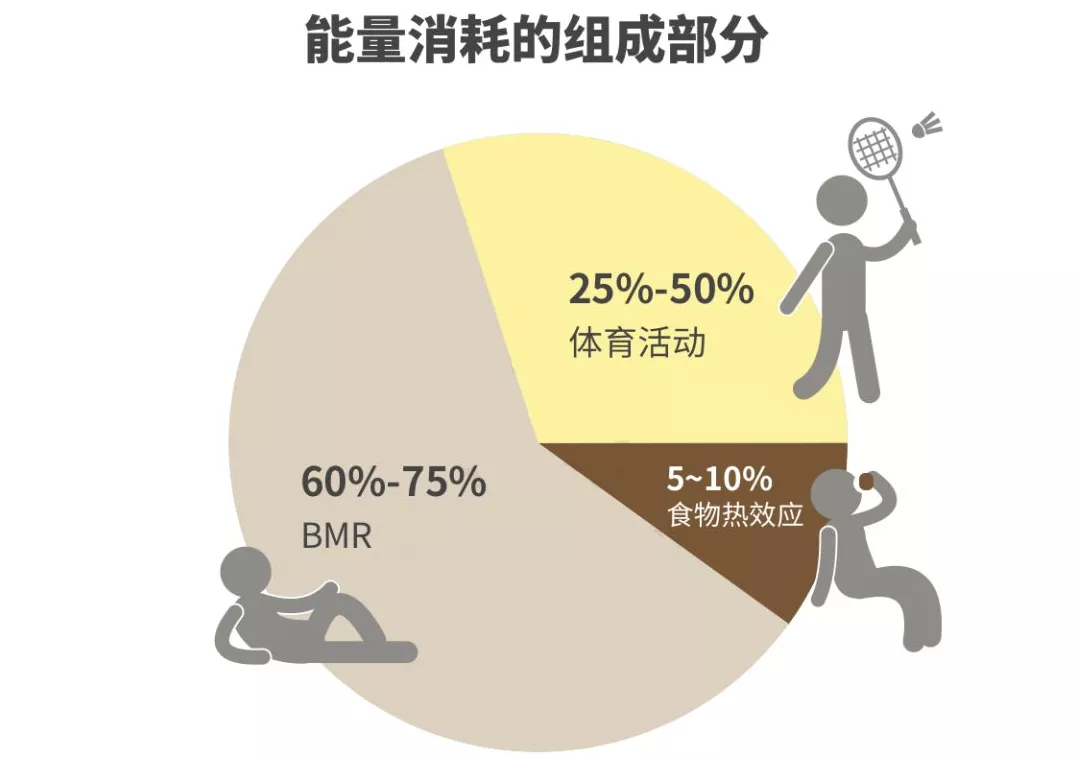 代谢率高的表现，身体与生活的多方面展现