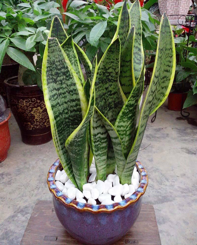 怎样种植虎皮兰，从入门到精通的全方位指南