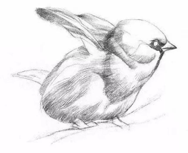 动物素描教程，从基础到进阶的绘画指南