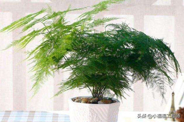 虎皮兰的功效，自然之美的独特价值