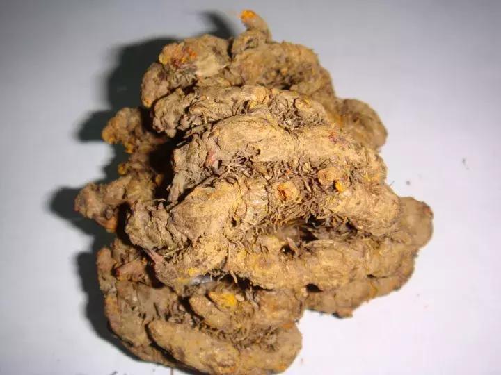 黄莲本草纲目——探寻古老草本的奥秘