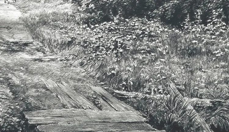 素描灌木，自然之美的细致描绘