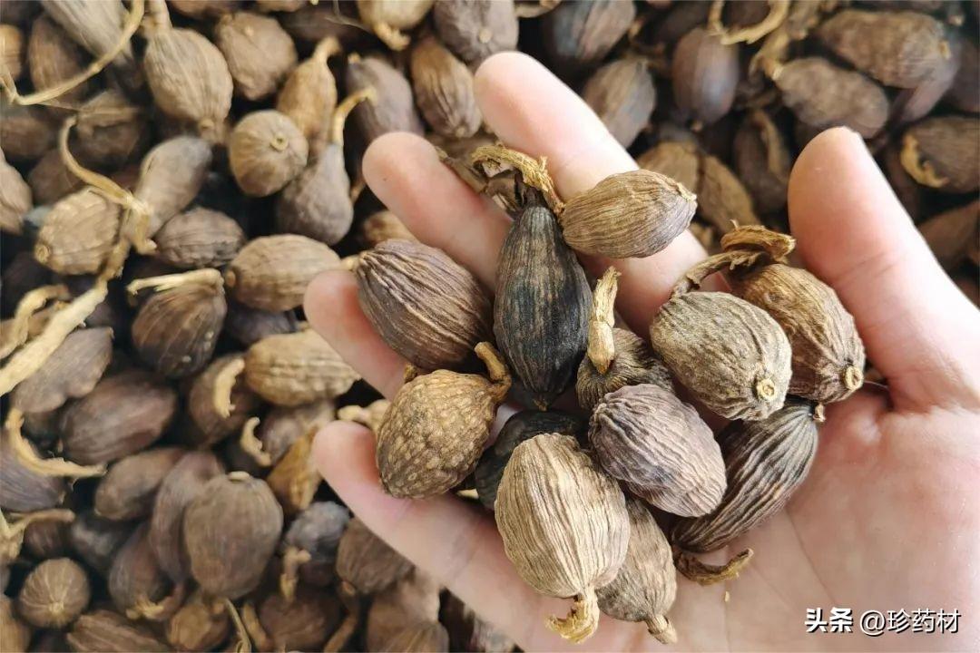 黄莲价格探析，现在究竟多少钱一斤？