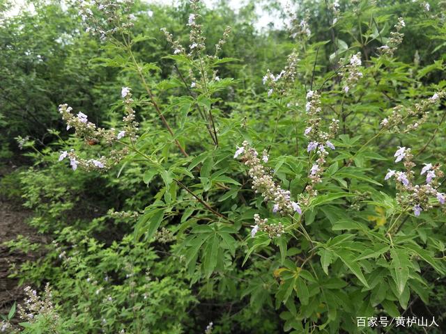黄莲麻子的神秘世界