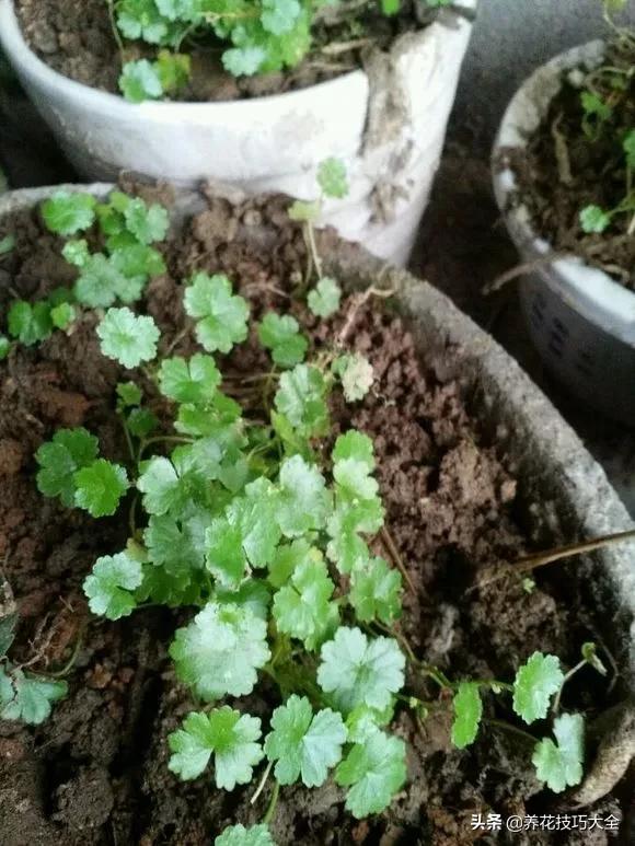 草人物与SU模型的奇妙结合