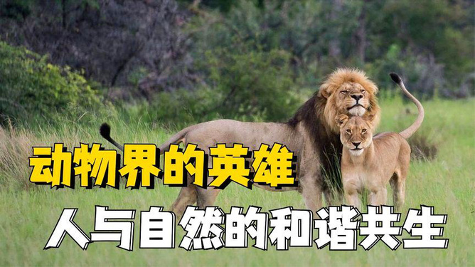 人与动物的关系，和谐共生的纽带