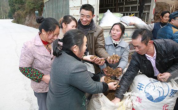近期黄莲价格走势分析