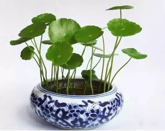 地黄莲，古老传说中的神奇植物与当代的实用价值