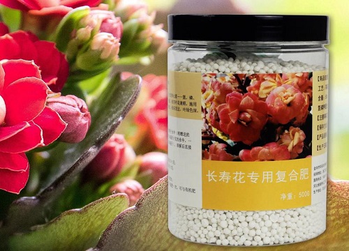 长寿花肥料，选择与应用的科学之道