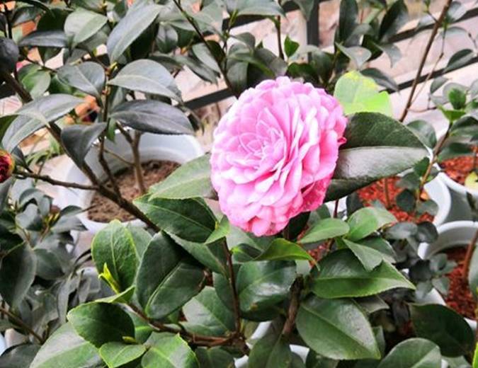 茶花肥害怎么办？全面解析与应对建议