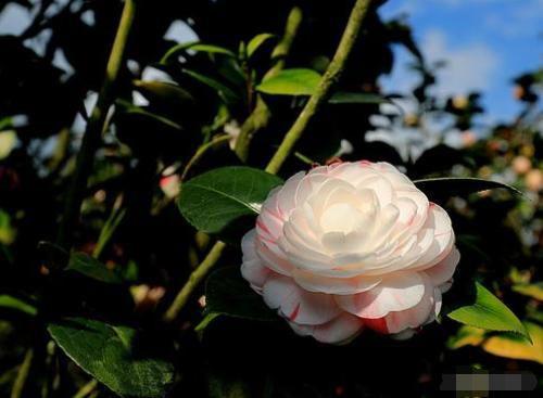 茶花的花肥，滋养美丽的秘密