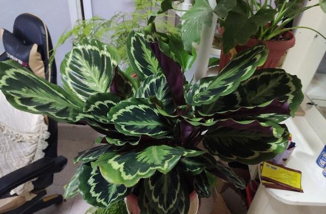 家庭种花肥料的重要性及其选择与应用