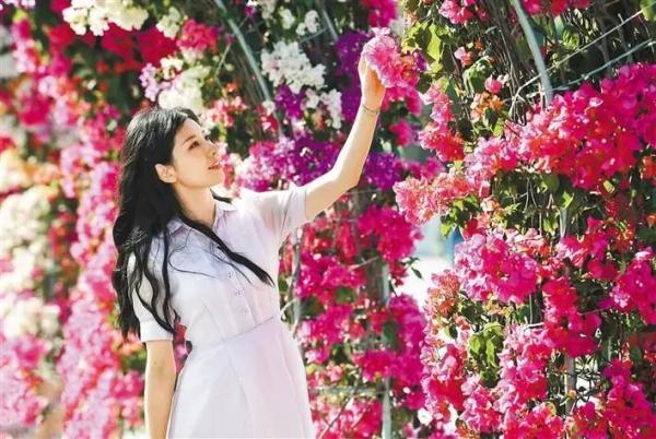 杜鹃花肥，绽放的美丽与园艺管理的奥秘