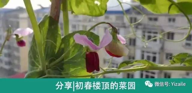 花肥水制作，园艺爱好者的必备知识