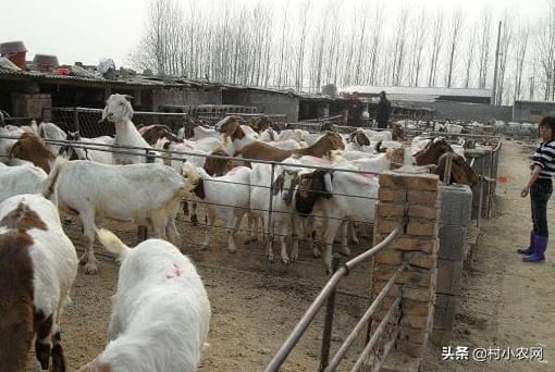农村小型养殖，潜力与机遇并存