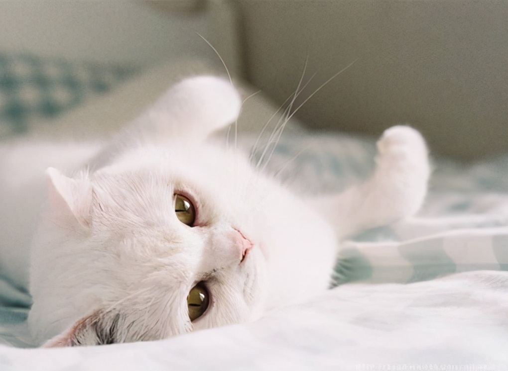 猫鼻子，神秘而富有魅力的特征