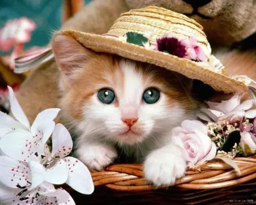 苏州双面绣猫，传统工艺与现代艺术的完美结合
