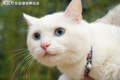 猫咪鼻子发白，原因、影响与应对措施