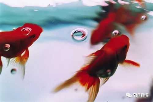 沈寿双面绣金鱼，传统工艺的璀璨瑰宝