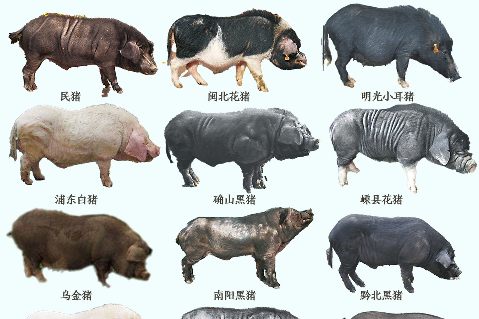 常见猪种类及其特点