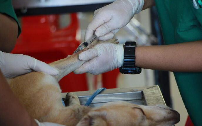 猪用伪狂犬疫苗种类及其特点