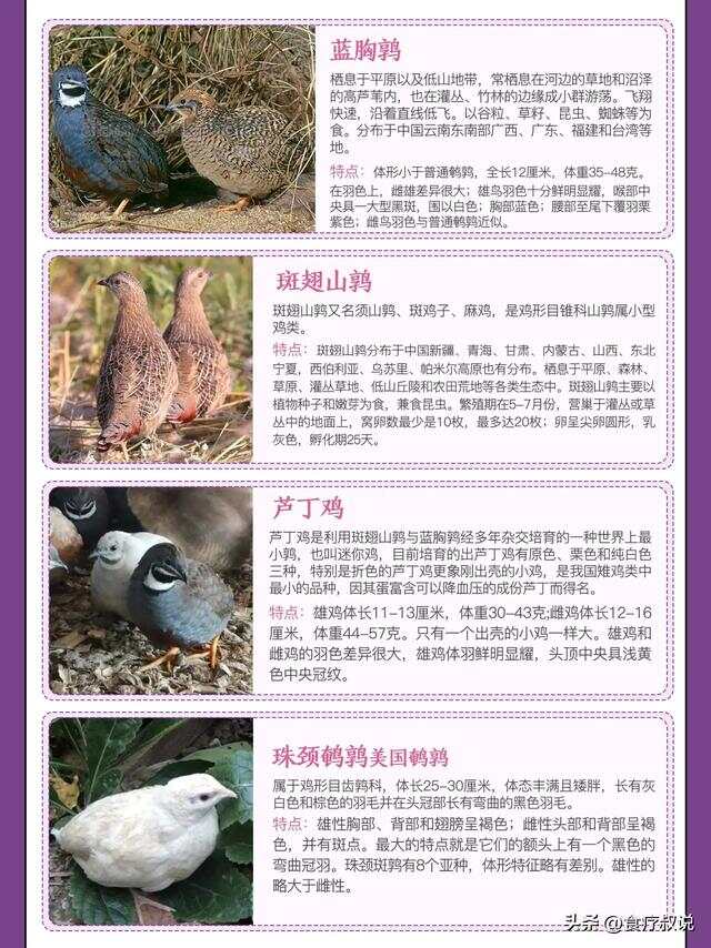 芦丁鸡种类及其名称概述