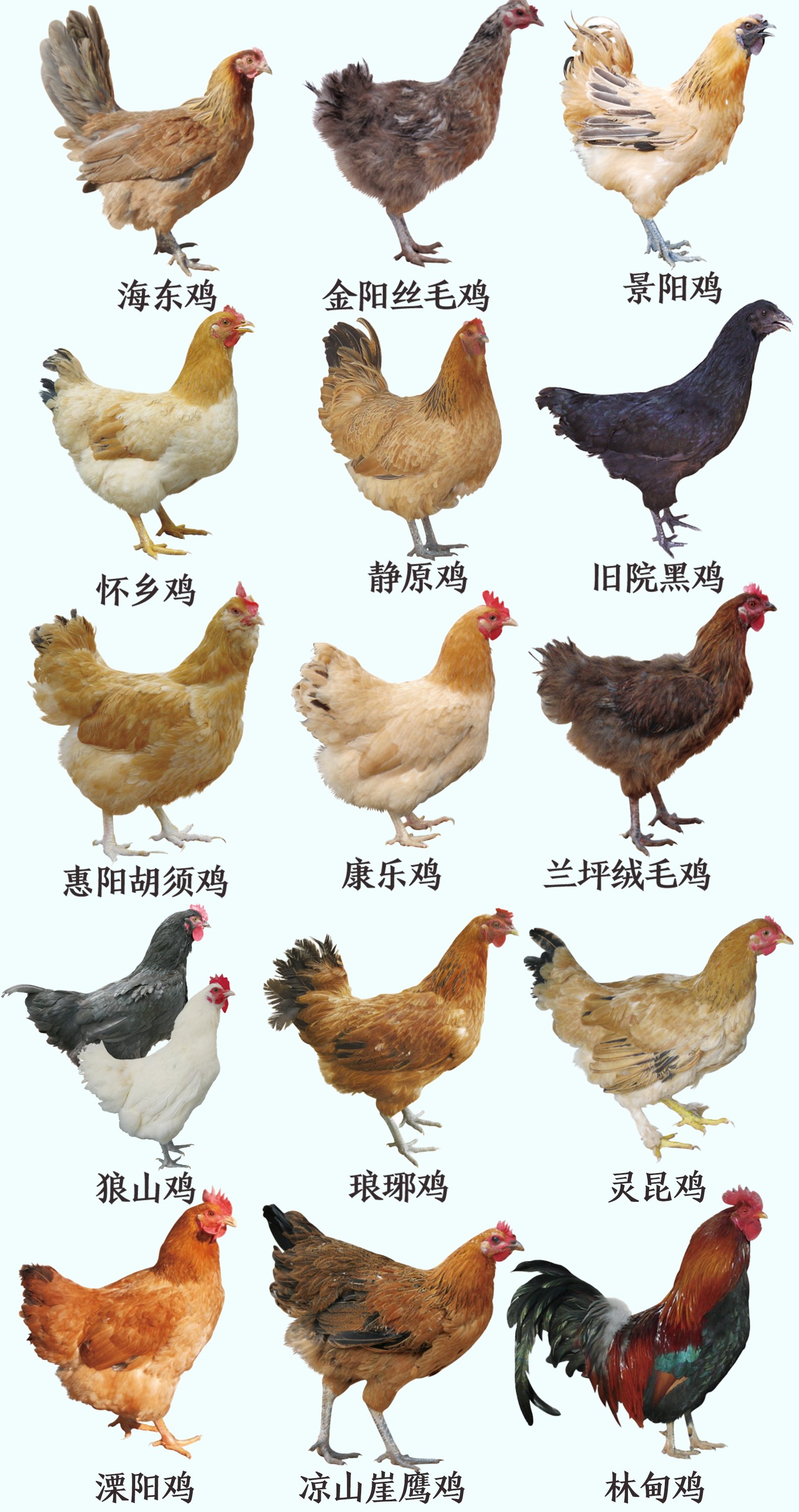 鸡的多样性与种类名字