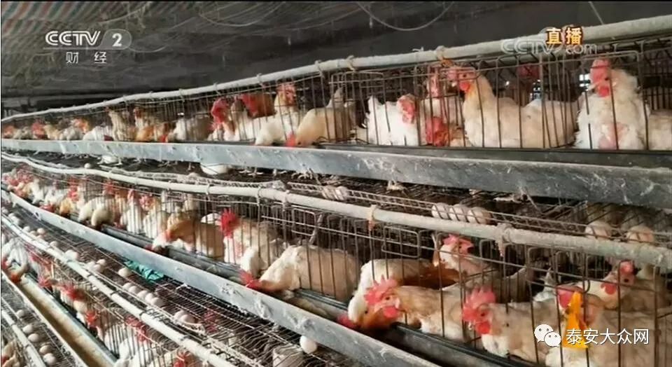 鸡饲料添加剂的种类及其应用