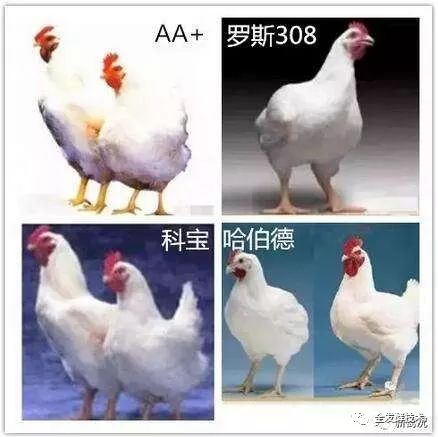 哈伯德肉鸡种类研究，多样性与特点分析