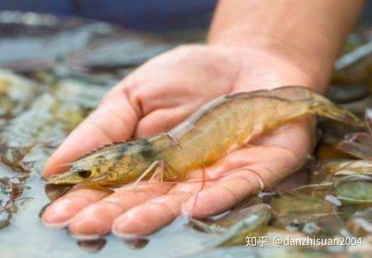 通威虾肝强种类研究，深入探索与多样性分析