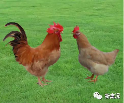 毛鸡的种类及其图片介绍