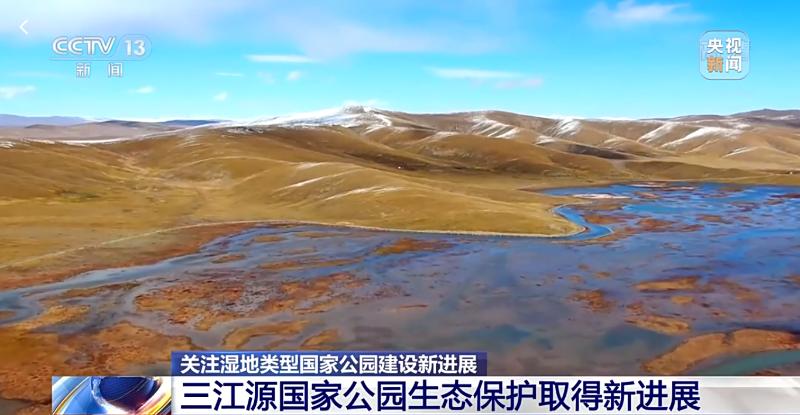羚羊种类，多样性与独特性的展现