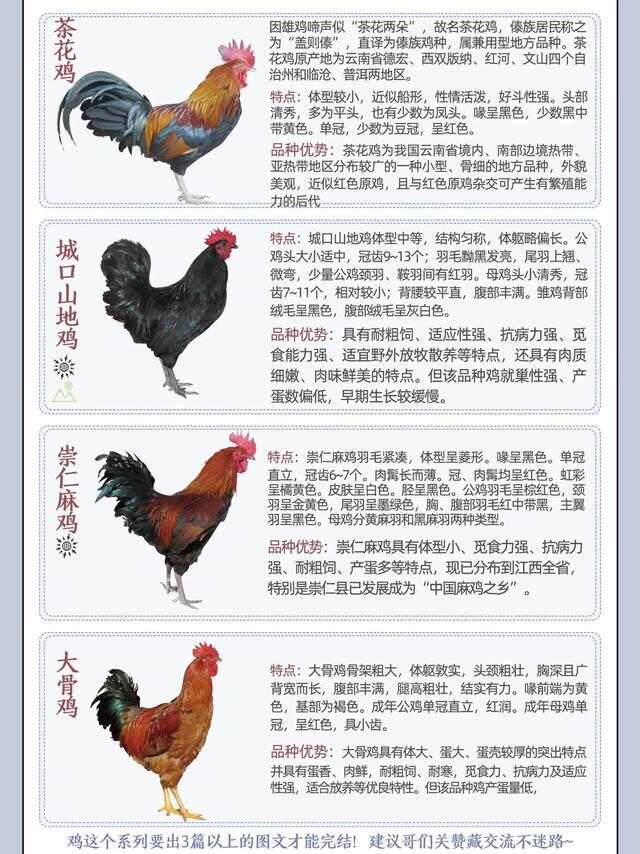 鸡的种类分布
